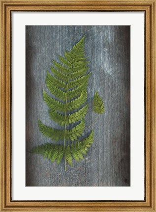 Framed Woodland Fern V Print