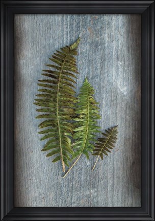 Framed Woodland Fern VI Print