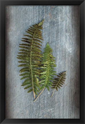 Framed Woodland Fern VI Print