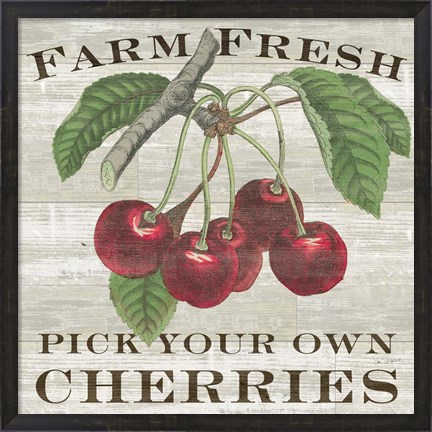 Framed Farm Fresh Cherries I Print