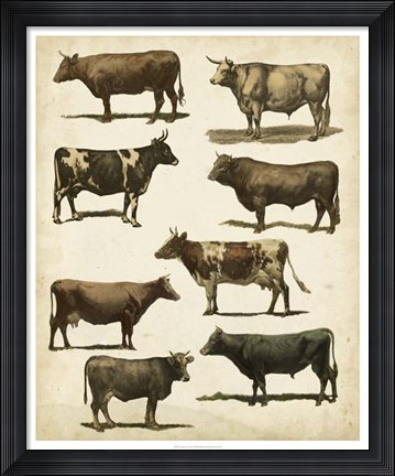 Framed Antique Cow Chart Print