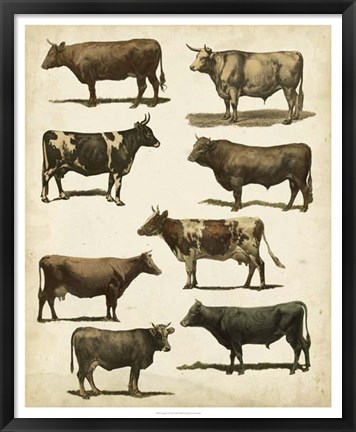 Framed Antique Cow Chart Print