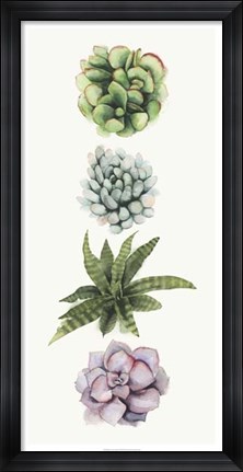 Framed Row of Succulents II Print