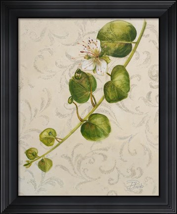 Framed Botanica I Print