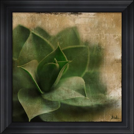 Framed Succulent II Print