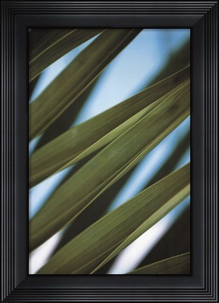Framed Palma IV Print
