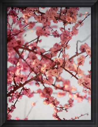 Framed Cherry Blossoms I Print