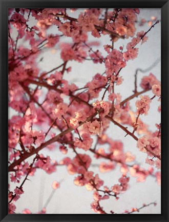 Framed Cherry Blossoms I Print