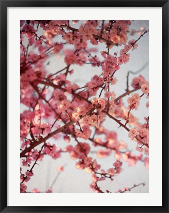 Framed Cherry Blossoms I Print