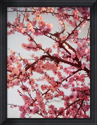 Framed Cherry Blossoms II Print