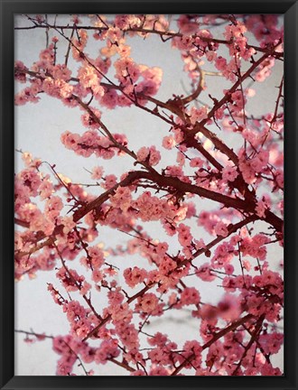 Framed Cherry Blossoms II Print