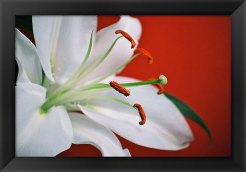 Framed White Lily Print