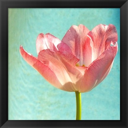 Framed Pink Tulip Print