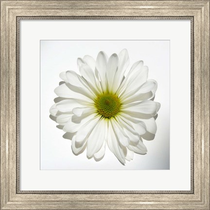 Framed White Daisy II Print