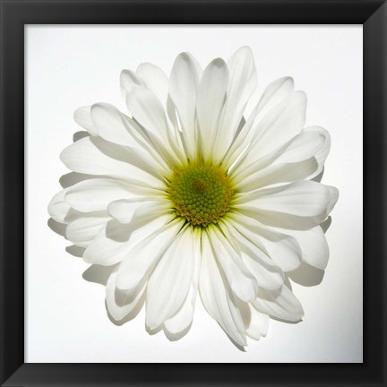 Framed White Daisy II Print