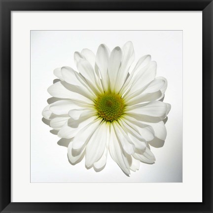 Framed White Daisy II Print