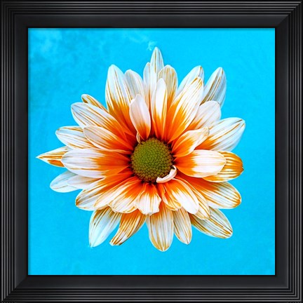 Framed Peach Daisy Print