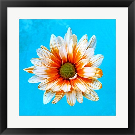 Framed Peach Daisy Print