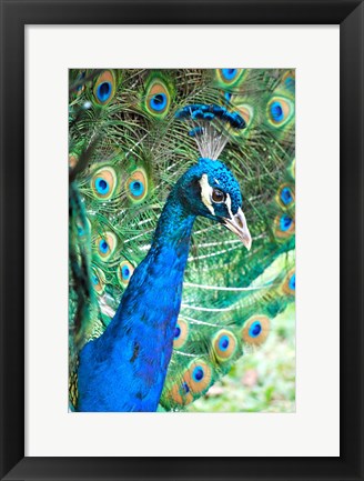 Framed Royally Blue II Print