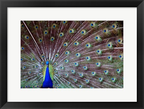 Framed Wild Beauty Print