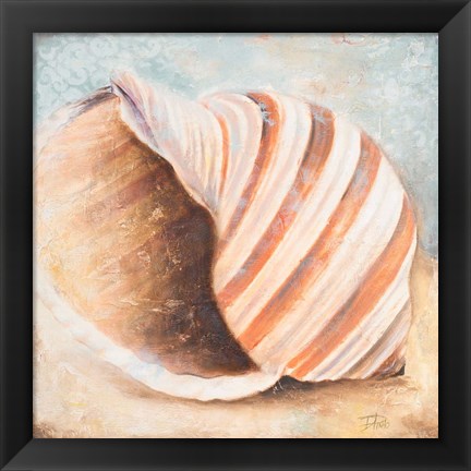 Framed Seashell Collection I Print