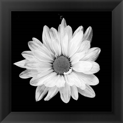 Framed White Daisy I Print