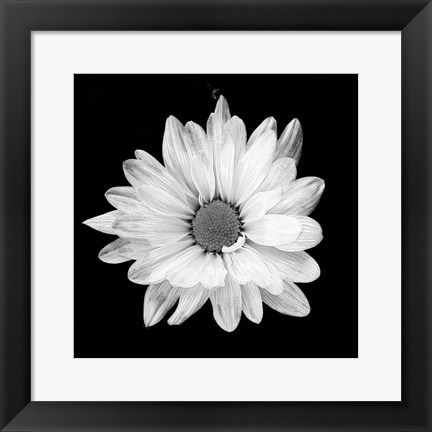 Framed White Daisy I Print