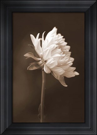 Framed Sepia Flower I Print