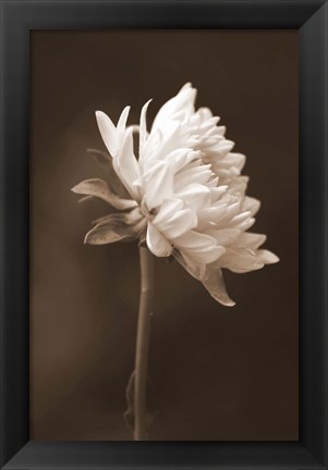 Framed Sepia Flower I Print