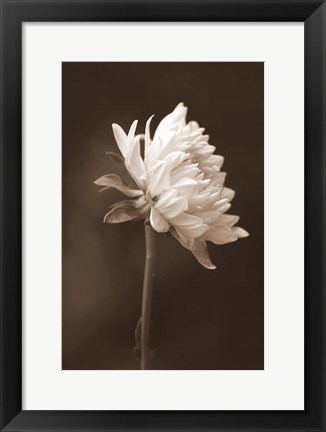 Framed Sepia Flower I Print