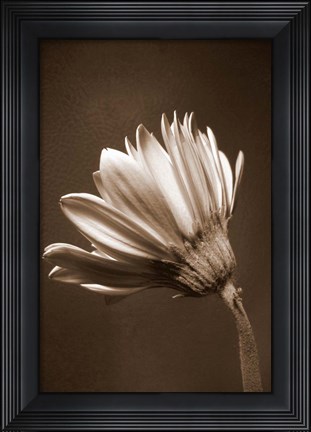 Framed Sepia Flower II Print