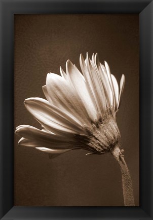 Framed Sepia Flower II Print