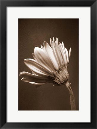 Framed Sepia Flower II Print