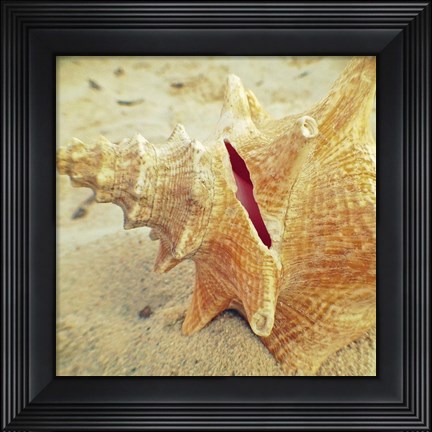 Framed Conch Print