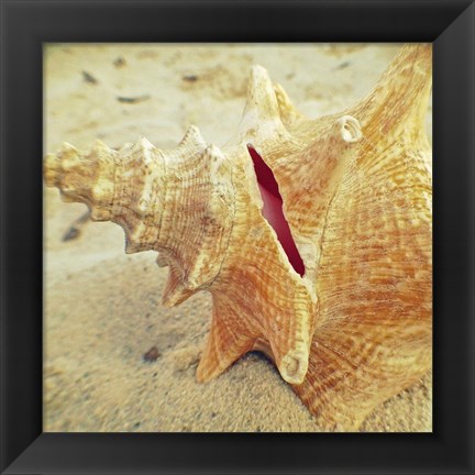 Framed Conch Print