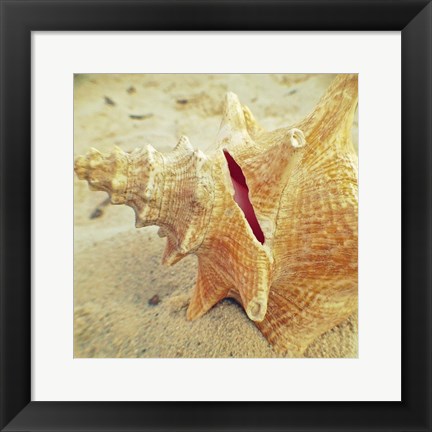 Framed Conch Print