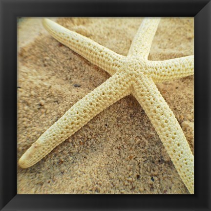 Framed Starfish Print