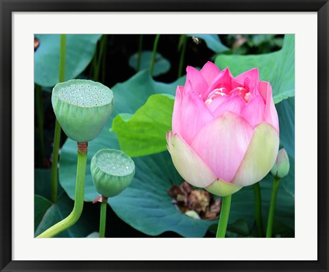 Framed Purple Lotus I Print