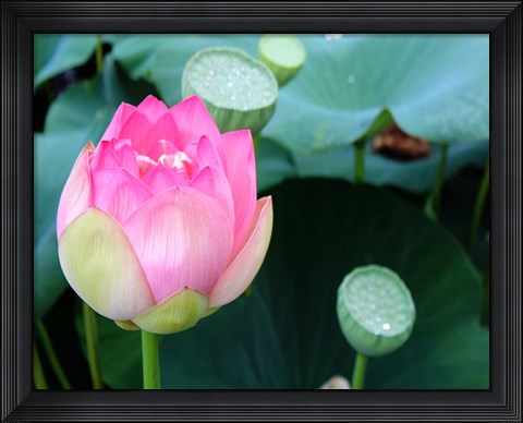 Framed Purple Lotus II Print