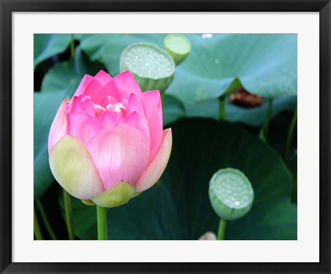 Framed Purple Lotus II Print