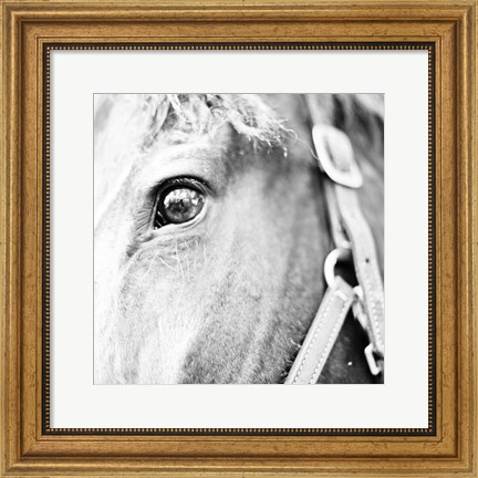 Framed In the Stable I Print