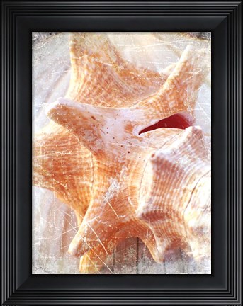 Framed Conch I Print