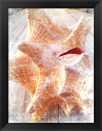 Framed Conch I Print