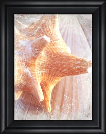 Framed Conch II Print