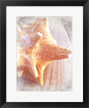 Framed Conch II Print