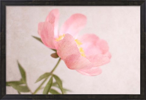Framed Soft Petals Print