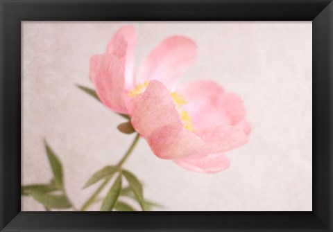 Framed Soft Petals Print