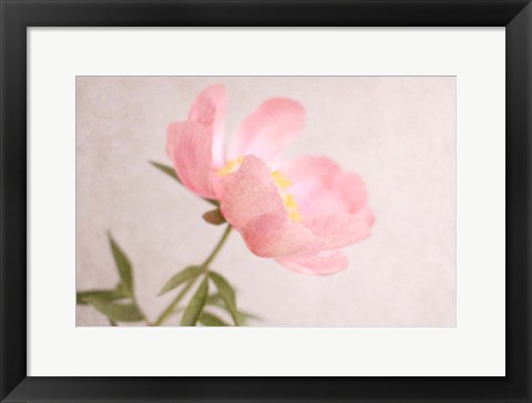 Framed Soft Petals Print