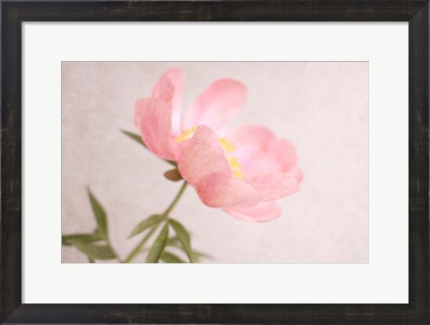Framed Soft Petals Print