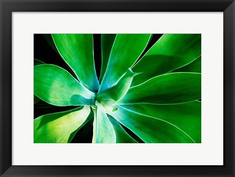 Framed Green Intrigue Print